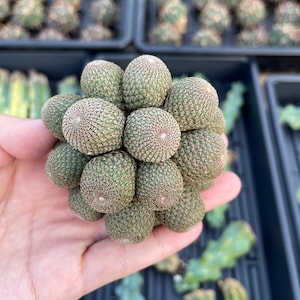 Rare Cactus - Rebutia Heliosa cluster