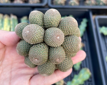 Rare Cactus - Rebutia Heliosa cluster