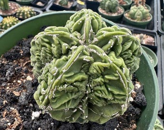 Rare Cactus, Astrophytum Myriostigma cv. Fukuryu (3"-4"), Live Plant