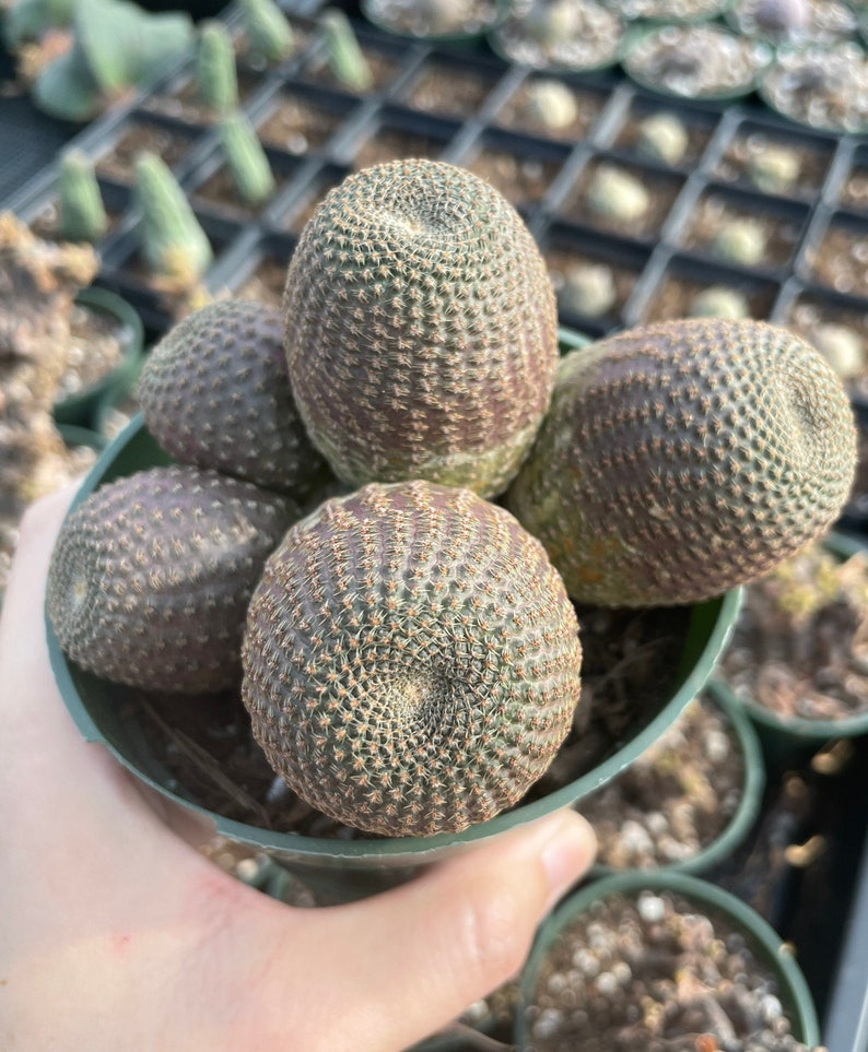 Rare Cactus - Echinopsis Famatimensis cluster