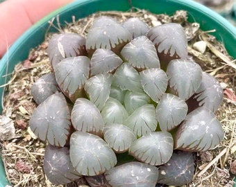 Rare Haworthia Cooperi OB1 Succulent, Live Plant