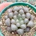 see more listings in the Haworthia section