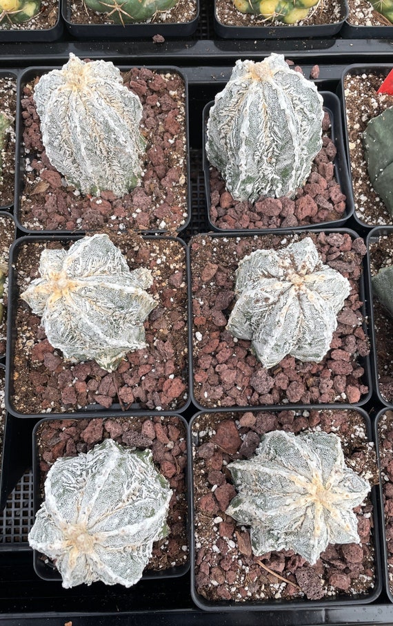 Rare Cactus, Astrophytum Myriostigma Cv. Onzuka Fukuryu