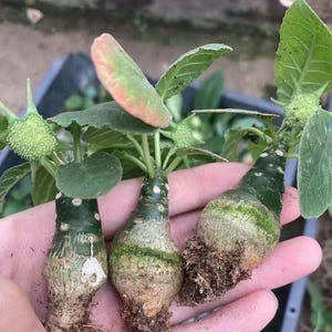 Succulent Seeds - Dorstenia Foetida LAV 20542 Rare Succulents Caudex