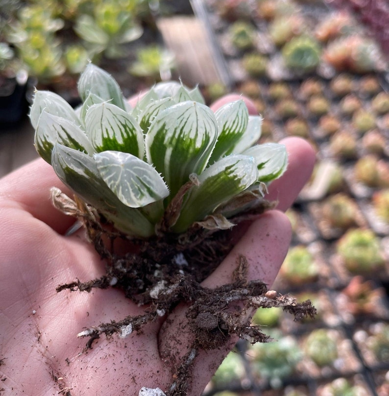 Rare Succulents - Haworthia White Cooperi Variegata - Thumbnail 2
