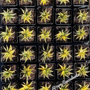 Rare Succulents - Haworthia varigated Limifolia (3.5")