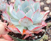Rare Succulents - Echeveria Blue Light