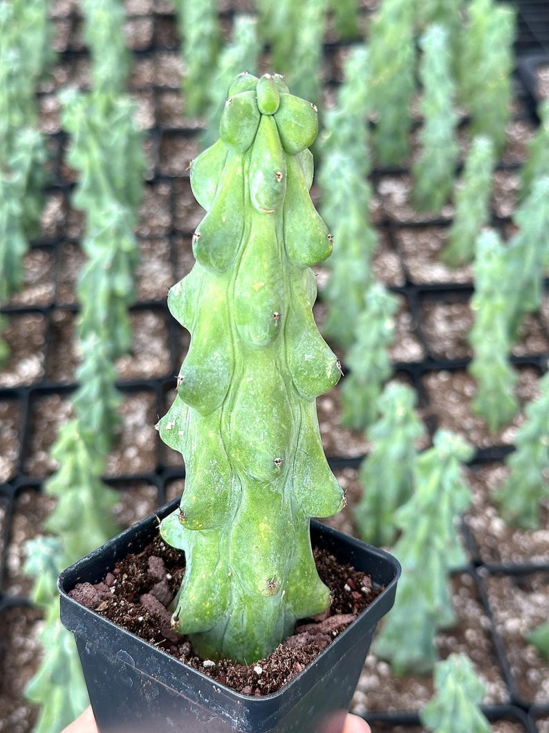 1am Succulents Boobie Cactus Myrtillocactus Geometrizans Fukurokuryuzinboku - Thumbnail 5