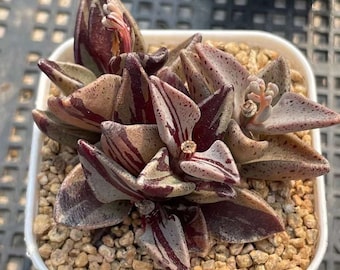 Rare Succulents - Lenophyllum Guttatum Variegata (3”)