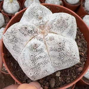 Live Plant - Rare Cactus, Astrophytum Onzuka (4” pot), Exotic plant for collection