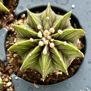 Rare Cactus, Gymnocalycium Mihanovichii LB2178 (1.5”), Live Plant