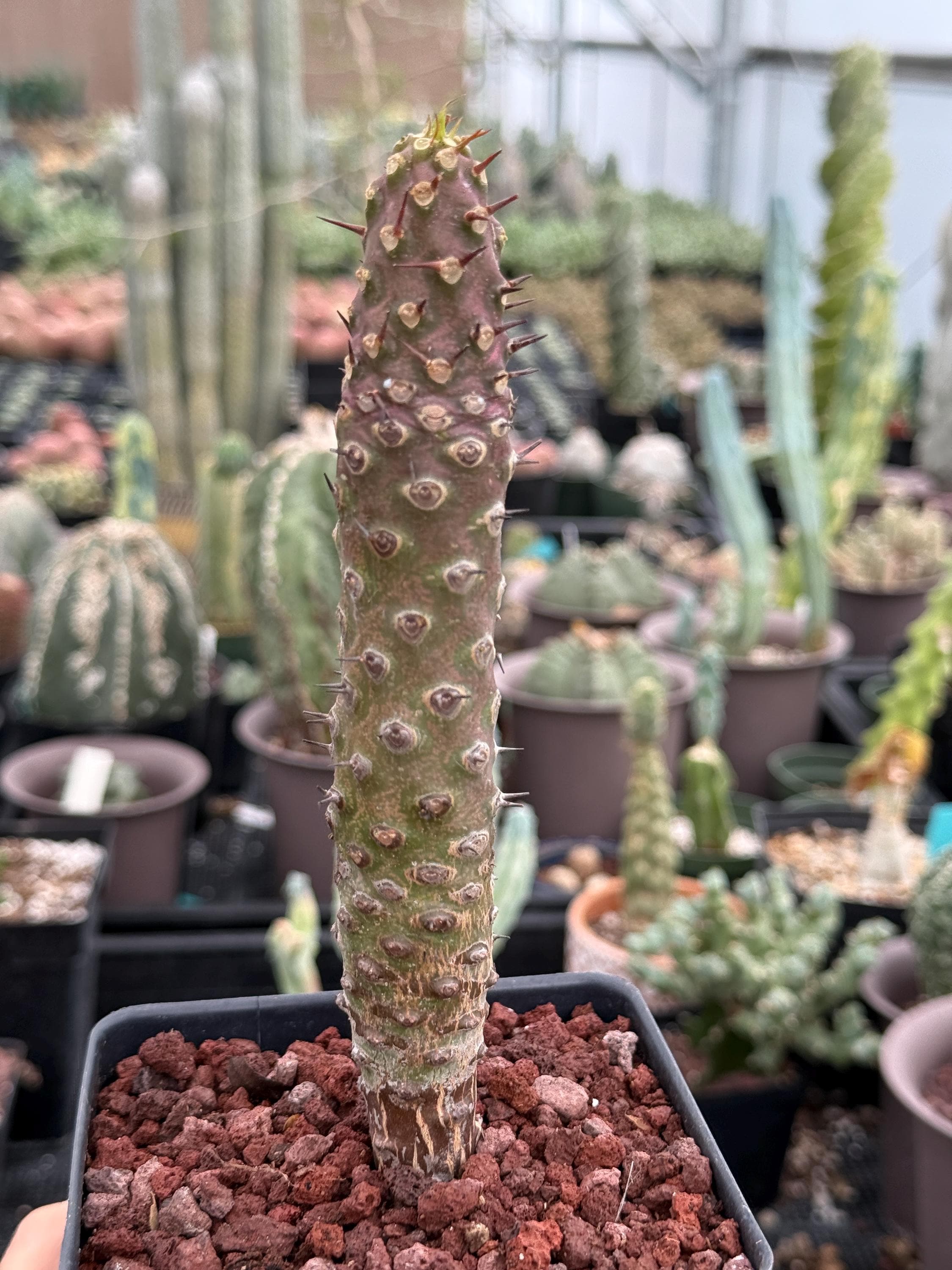 OZWRT The CaudexMan pachypodiuman タイプC Rare Euphorbia Pachypodioides – Caudex Succulent Plant – Exotic