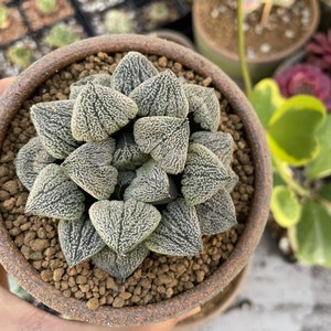 Rare Succulents - Haworthia Pygmaea var. Pygmaea (1.5"-2"), Live Plant