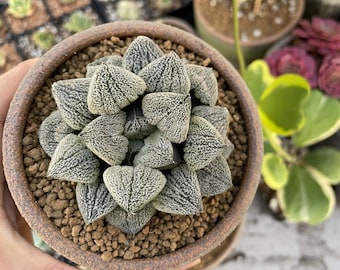 Rare Succulents, Haworthia Pygmaea var. Pygmaea (1.5&quot;-2&quot;), Live Plant