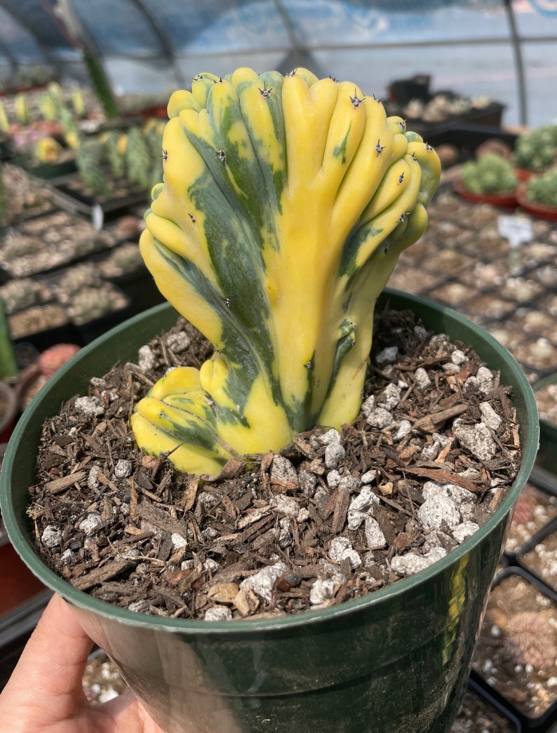 Rare Cactus Myrtillocactus Geometrizans Crested var. Fred variegata image 6