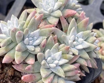 Rare Succulents - Dudleya White Gnoma Cluster (3”)