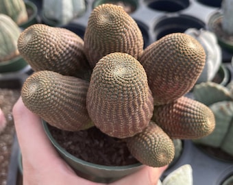 Rare Cactus - Echinopsis Famatimensis cluster