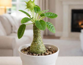 Dorstenia Foetida – Rare Succulent Caudex Plant – Live Exotic Houseplant (Ships Leafless)