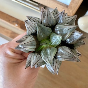 Rare Succulents - Haworthia Magnifica var. Atrofusca 'watermelon'