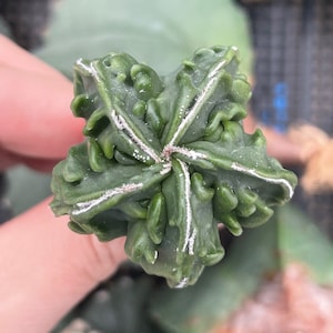 Rare Cactus, Astrophytum Myriostigma cv. Fukuryu (1.5&quot;-2”), Live Plant