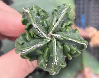 Rare Cactus - Astrophytum Myriostigma cv. Fukuryu (1.5"-2”)