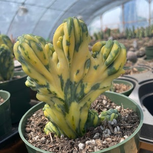 Rare Cactus Myrtillocactus Geometrizans Crested var. Fred variegata image 1