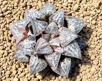 Rare Succulents - Haworthia Splendens "Yuki Keshiki"