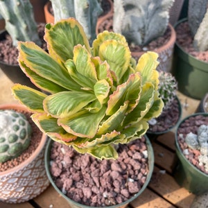 Rare Variegated Euphorbia Poissonii Succulent - Exotic Houseplant Gift