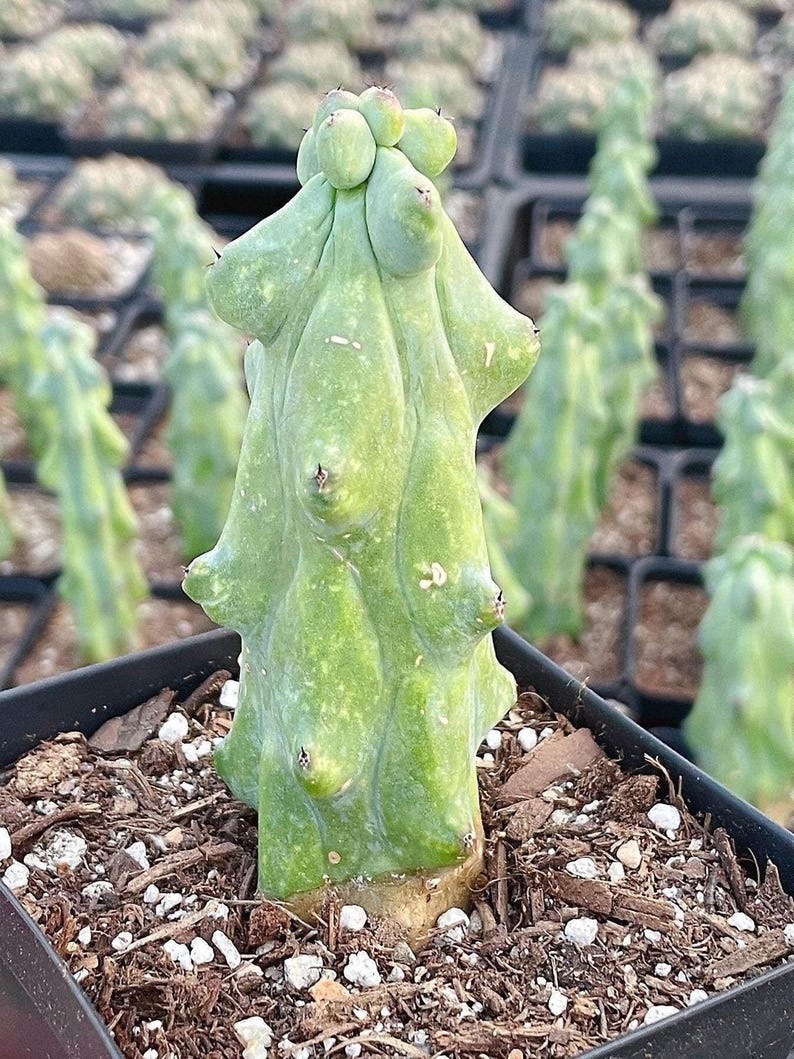 1am Succulents Boobie Cactus Myrtillocactus Geometrizans Fukurokuryuzinboku - Thumbnail 2
