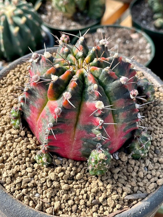 Rare Cactus - Gymnocalycium Mihanovichii Variegata - Etsy Norway