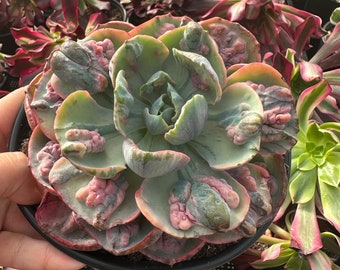 Rare Succulents - Echeveria Beyoncé rainbow Variegata (5”)