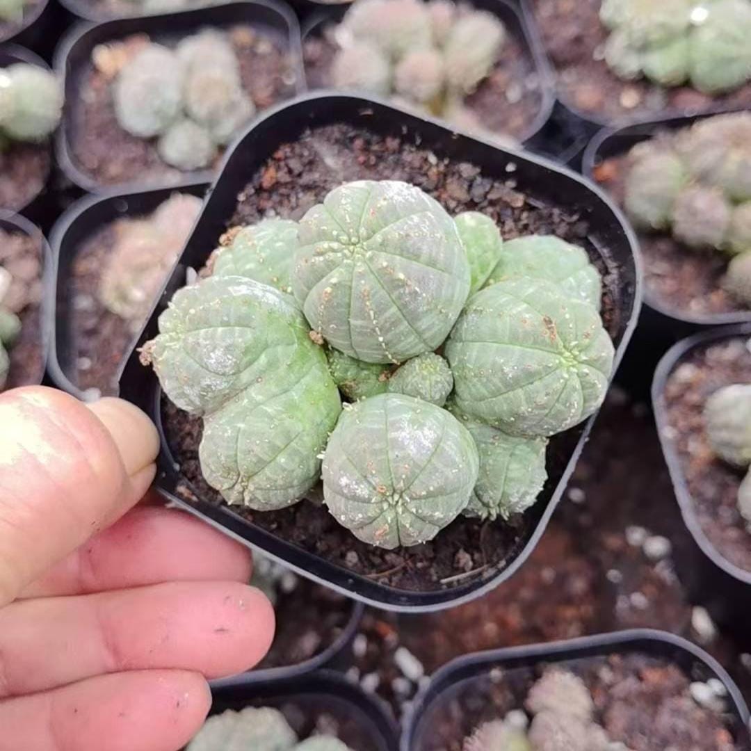 Euphorbia Suppressa - Etsy
