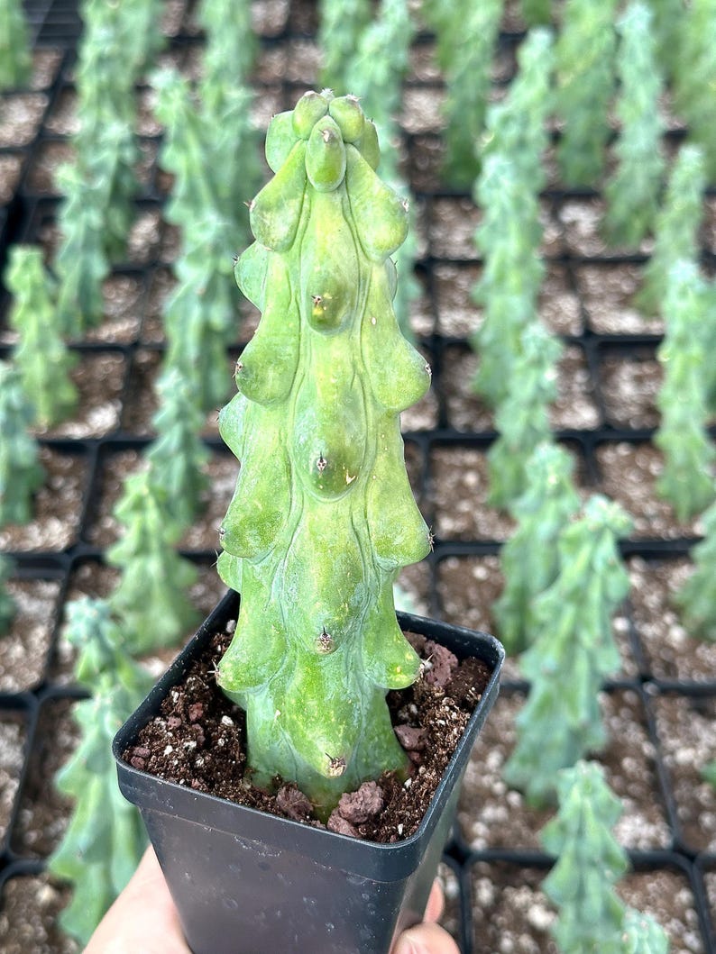 1am Succulents Boobie Cactus Myrtillocactus Geometrizans Fukurokuryuzinboku - Thumbnail 4