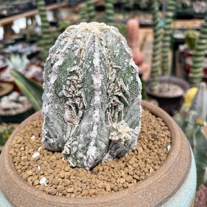 Rare Cactus, Astrophytum Myriostigma cv. onzuka Fukuryu, Live Plant