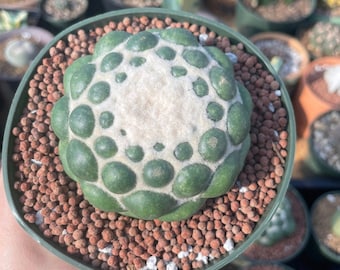 Rare Cactus - Coryphantha Elephantidens cv. Inermis offset (1”)