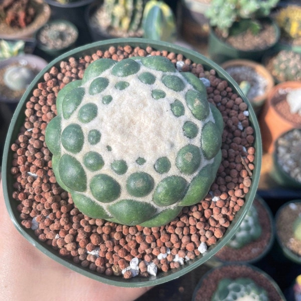 Rare Cactus - Coryphantha Elephantidens cv. Inermis offset (1”)