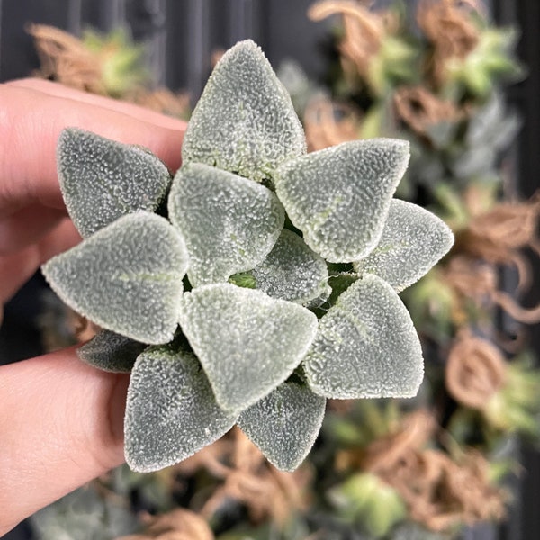 Rare Succulents - Haworthia Ice Diamond (2")