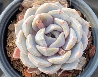 Rare Succulents - Echeveria Tynie Burger (2")