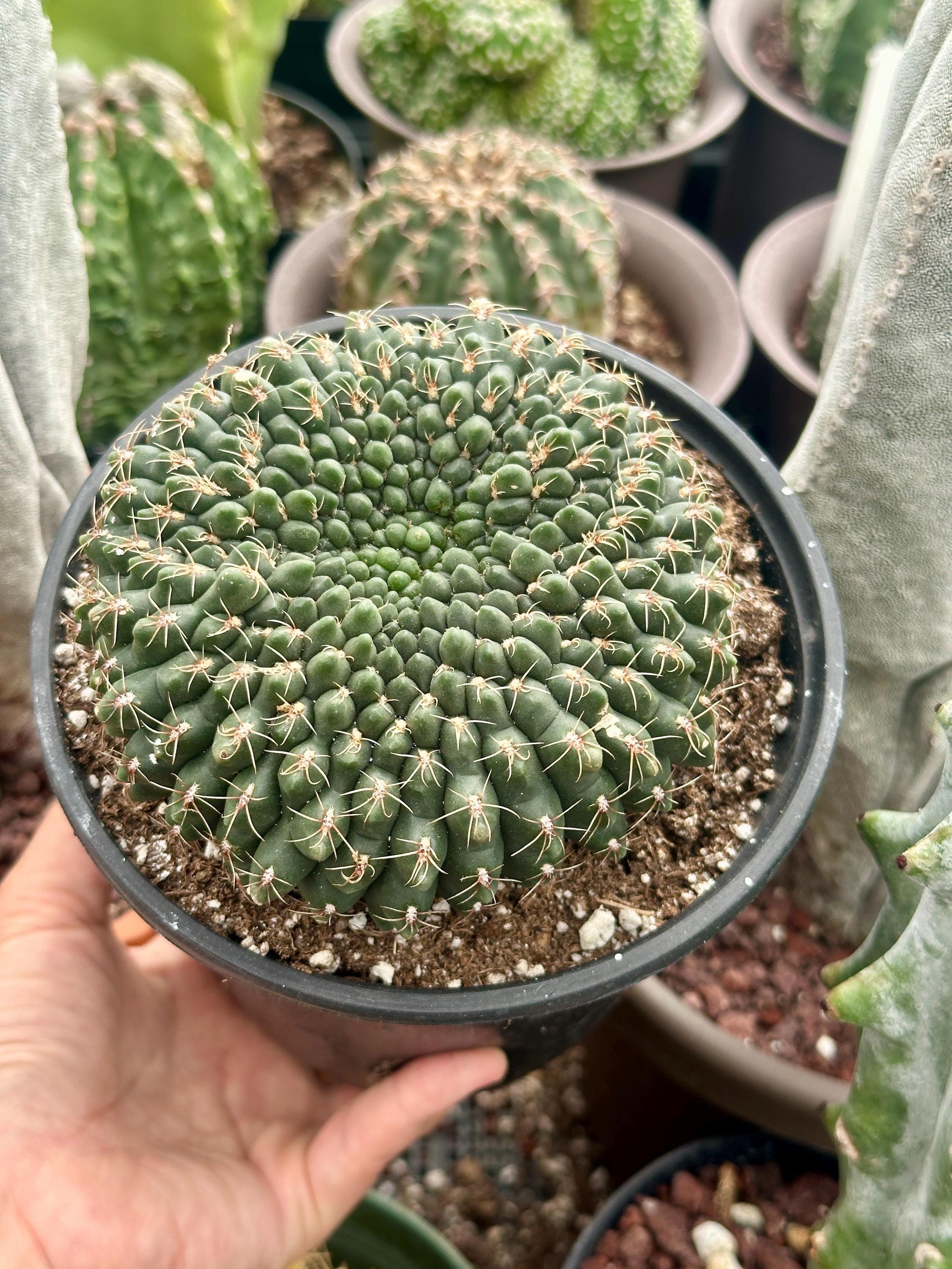 Rare Cactus, Gymnocalycium Baldianum Crested, Live Plant - Etsy 日本