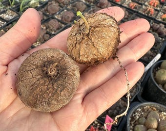 Live Plant~stephania Cepharantha Plant ~1” -1.5”one Bulb “lucky