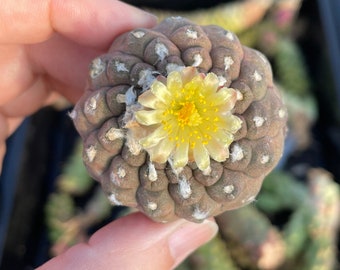 Rare Cactus - Copiapoa Hypogaea