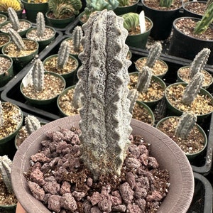 2 Gray Euphorbia Abdelkuri Cactus Succulents – 8-12cm, Live Plants, Unbranded