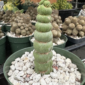 Rare Cactus Eulychnia Castanea cv. varispiralis, spiral special form image 4