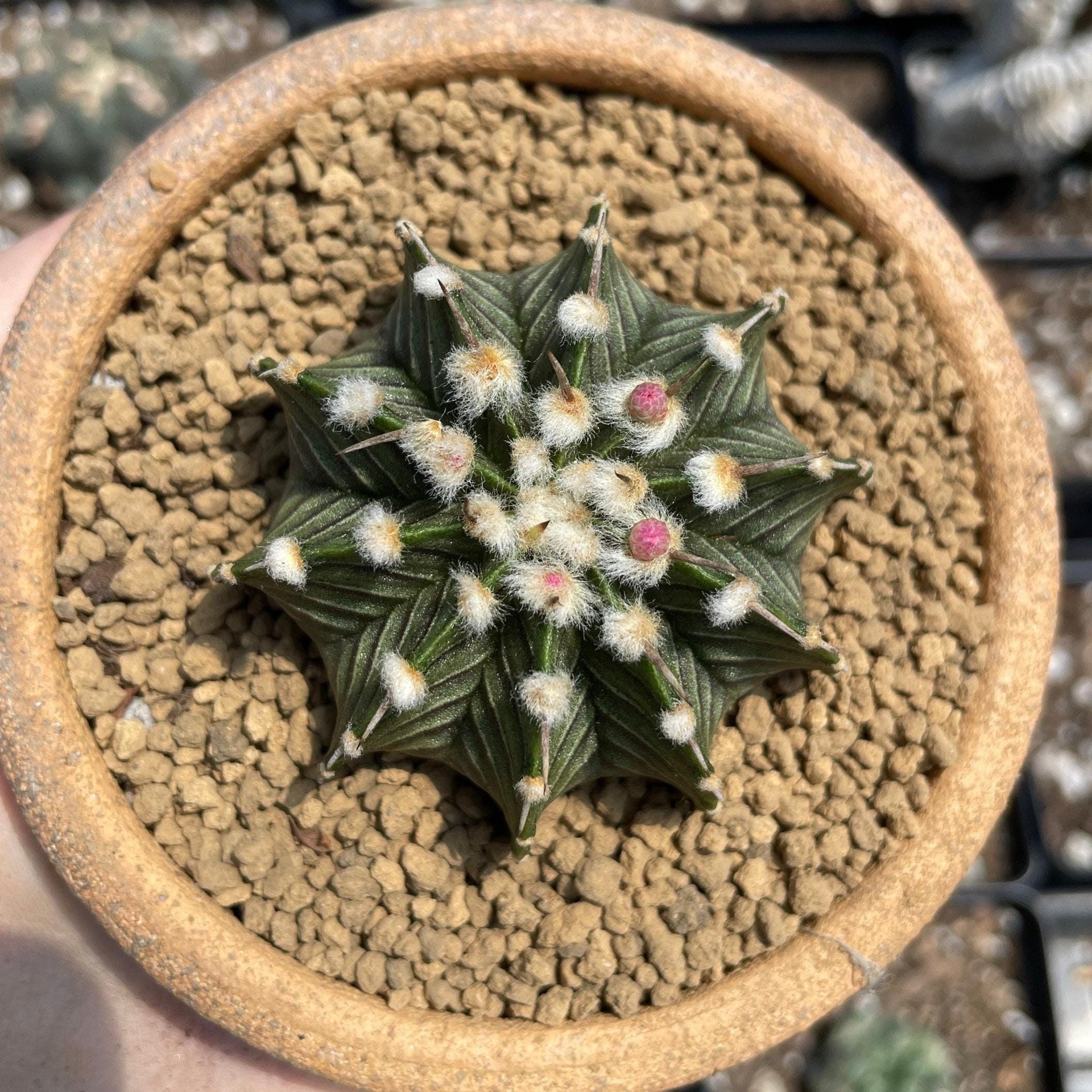 Rare Cactus, Gymnocalycium Mihanovichii LB2178, Live Plant - Etsy