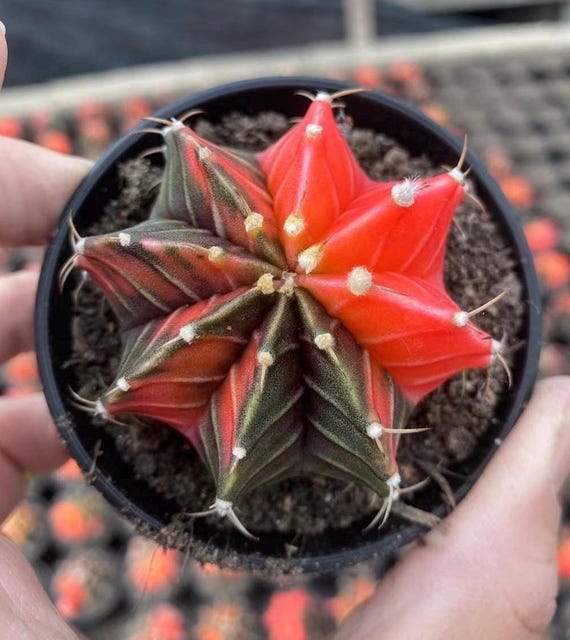 Live Cactus, Gymnocalycium Mihanovichii Var. Friedrichii Werderm Variegata,  Rare Live Plant - Etsy