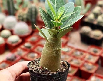 Desert Rose Adenium Obesum, 3/6 Plants, Starter Seedling, Rare Succulent