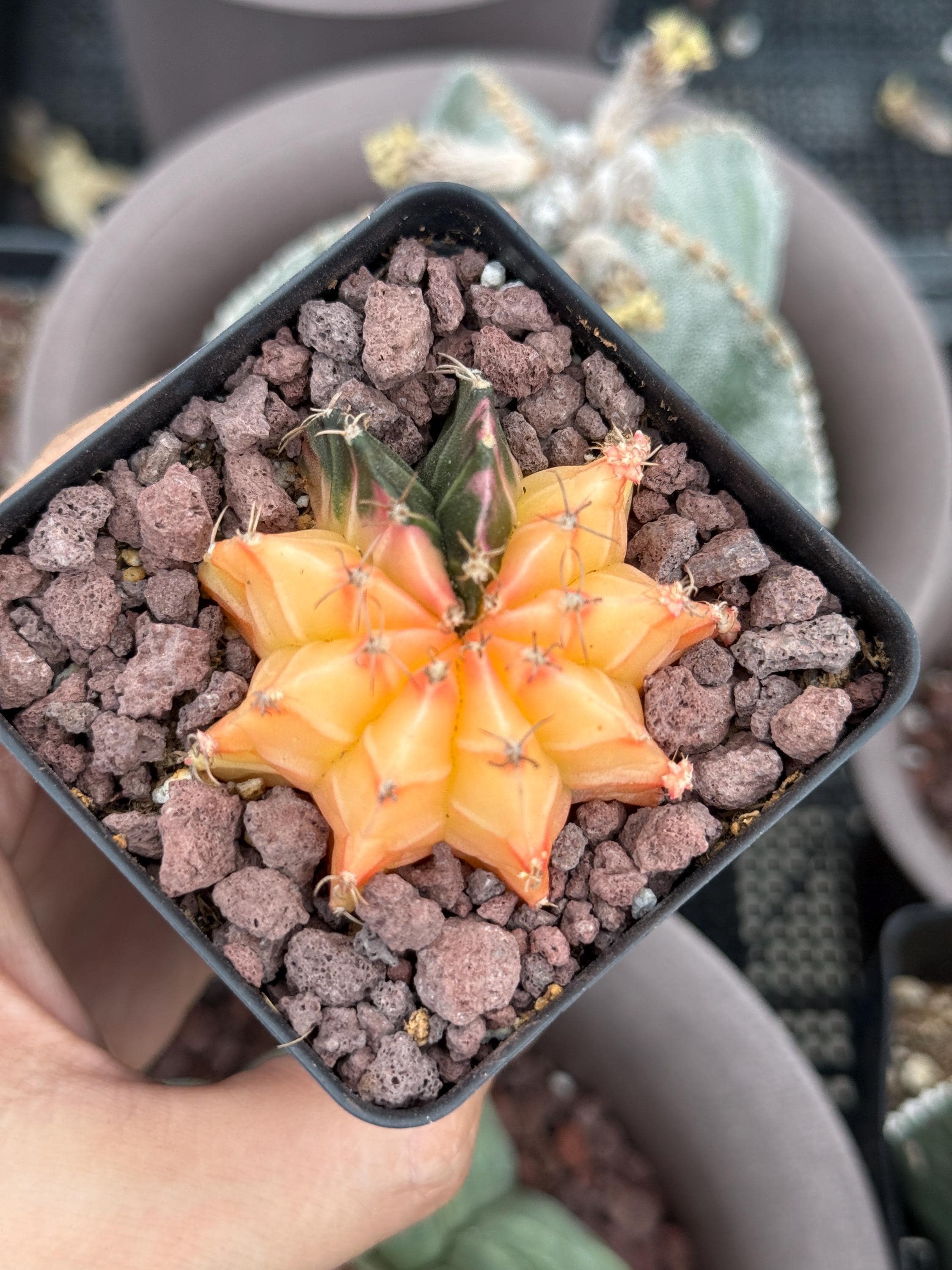 Rare Cactus, Gymnocalycium Mihanovichii Var. Friedrichii Werderm Variegata,  Live Plant - Etsy