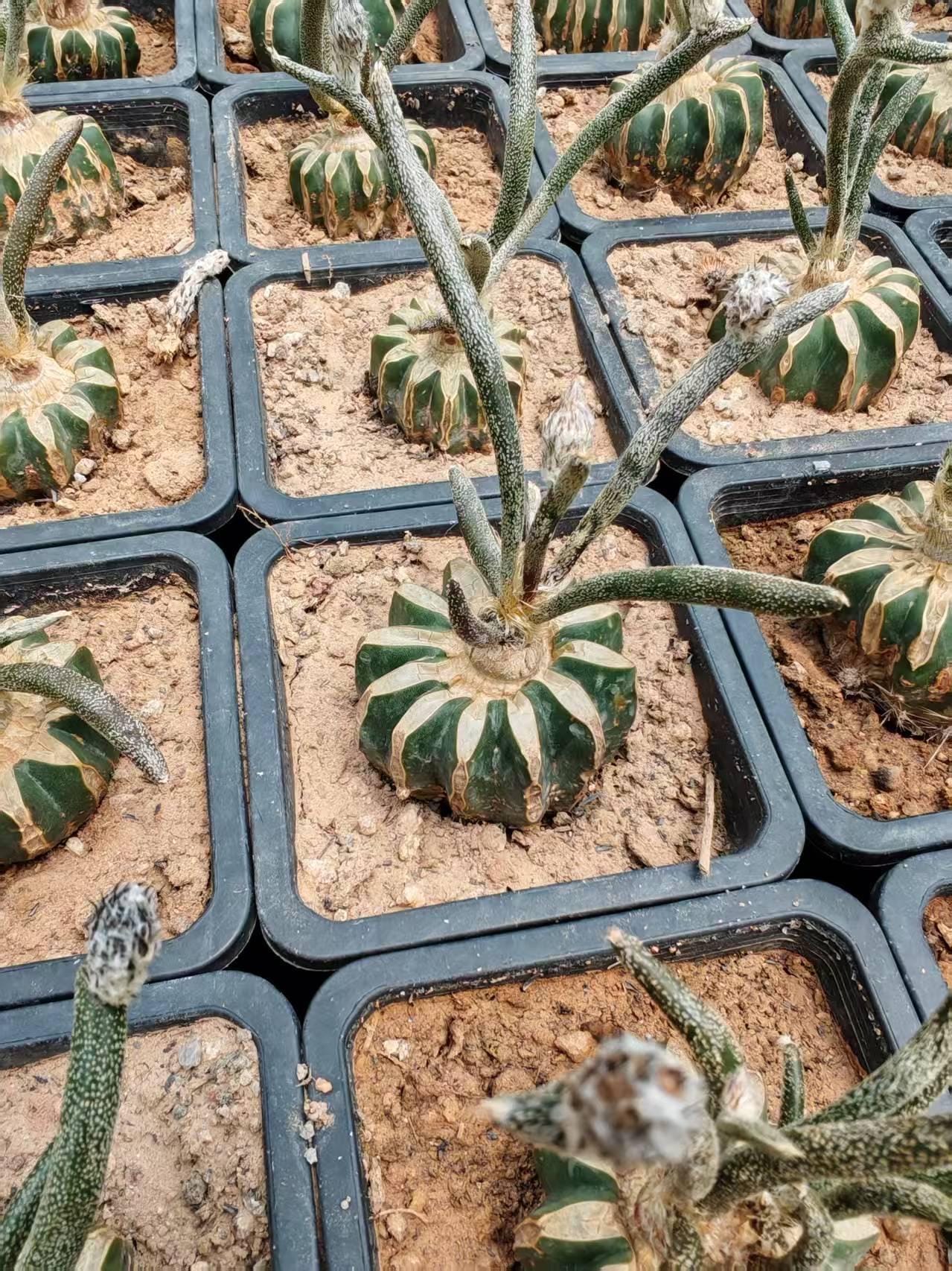 calathea triostar katzen Calathea Triostar