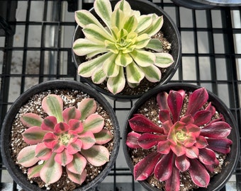 Rare Succulents - Aeonium Cutting Combo