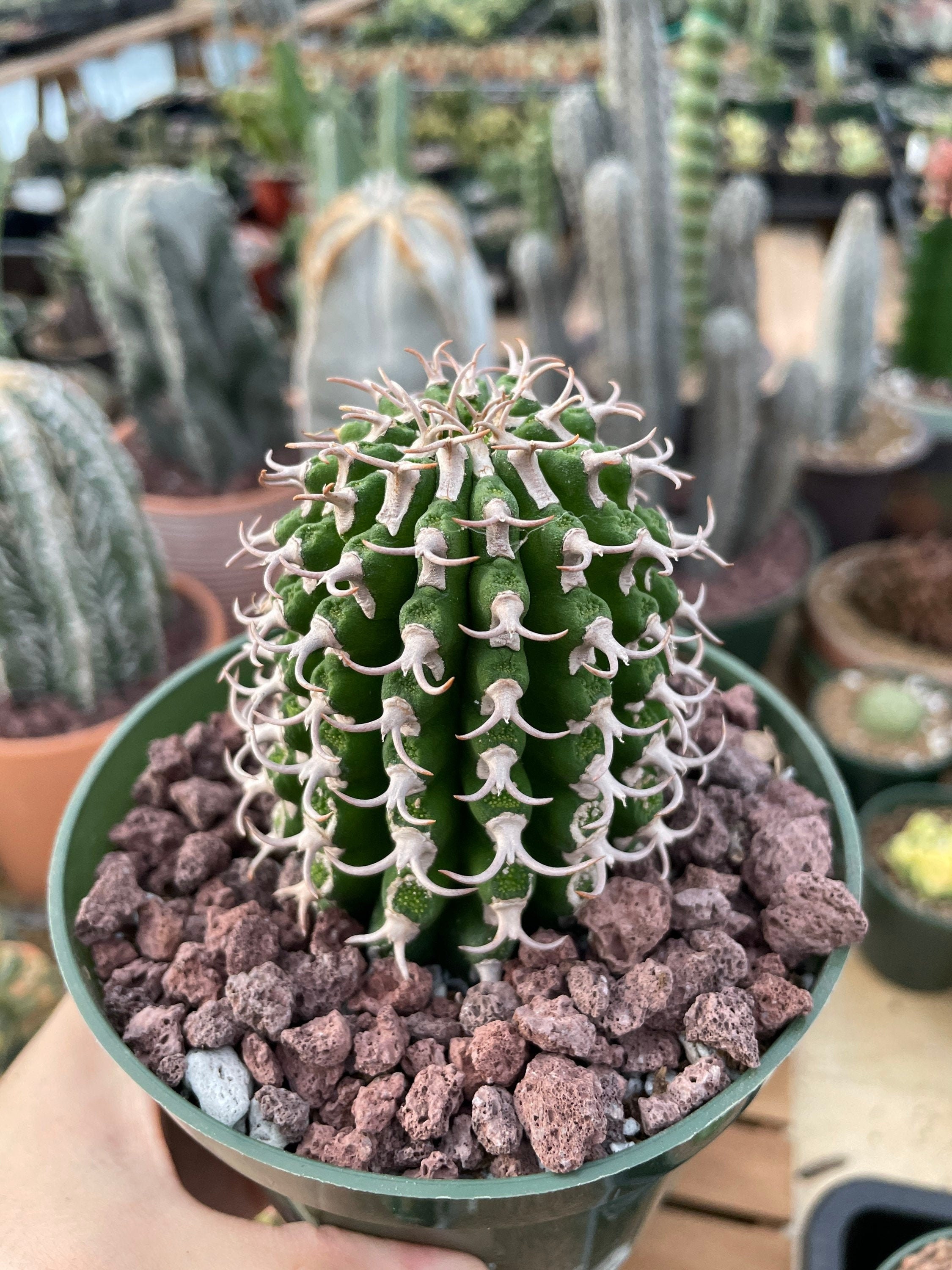 Rare Euphorbia, Euphorbia Columnaris (6” Tall) - Etsy